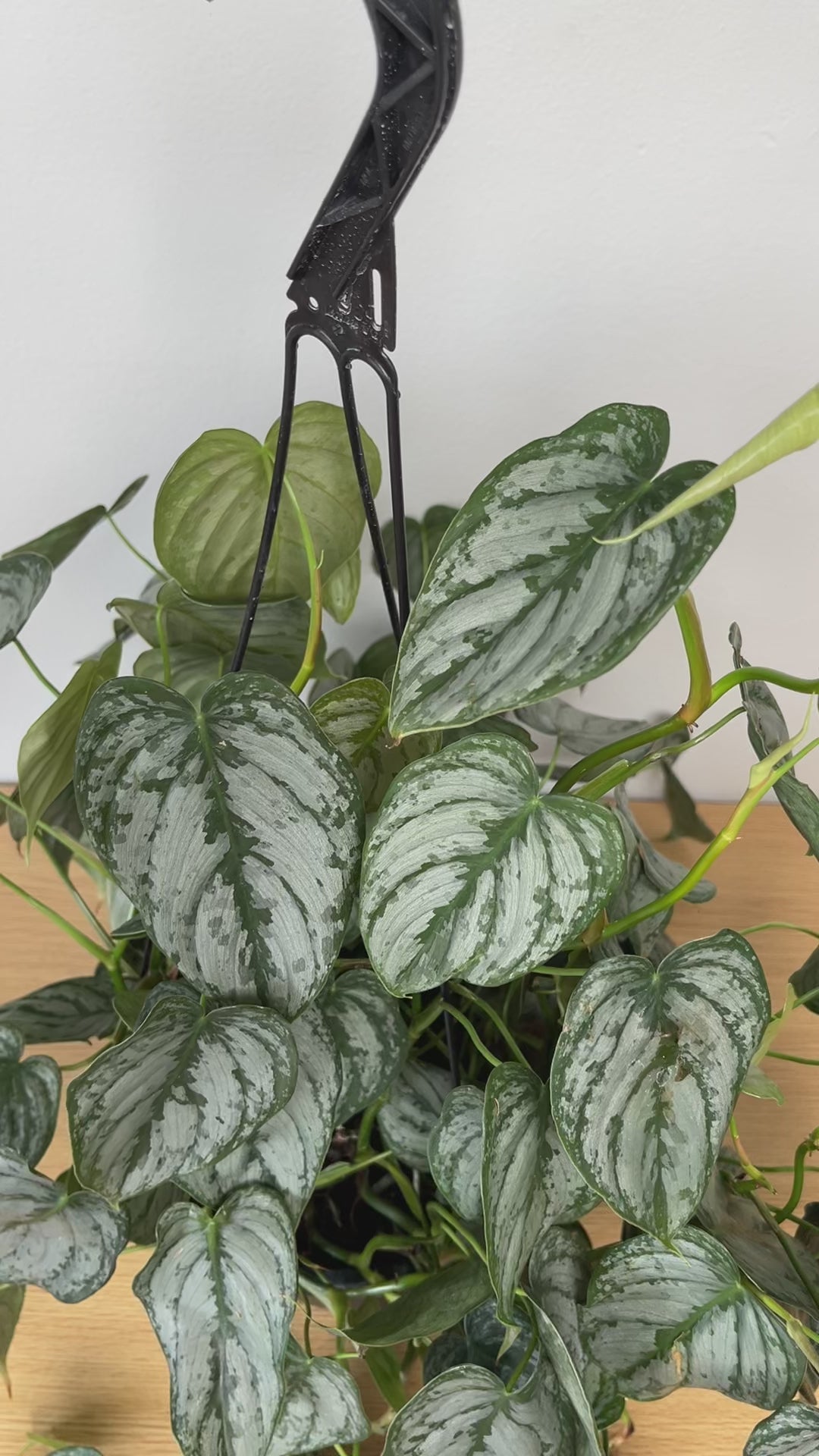 Large Philodendron Brandi hanging basket with elegant trailing vines styled in a bright contemporary home.