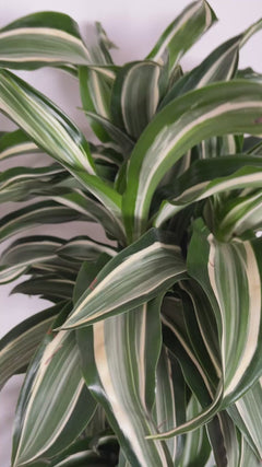 Video of 10 inch Dracaena Jade Jewel Cane 5 Feet Tall showing the live plant, foliage, and overall growth form.