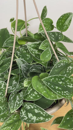 Scindapsus Silver Ann hanging basket displayed in a modern home with elegant trailing foliage.