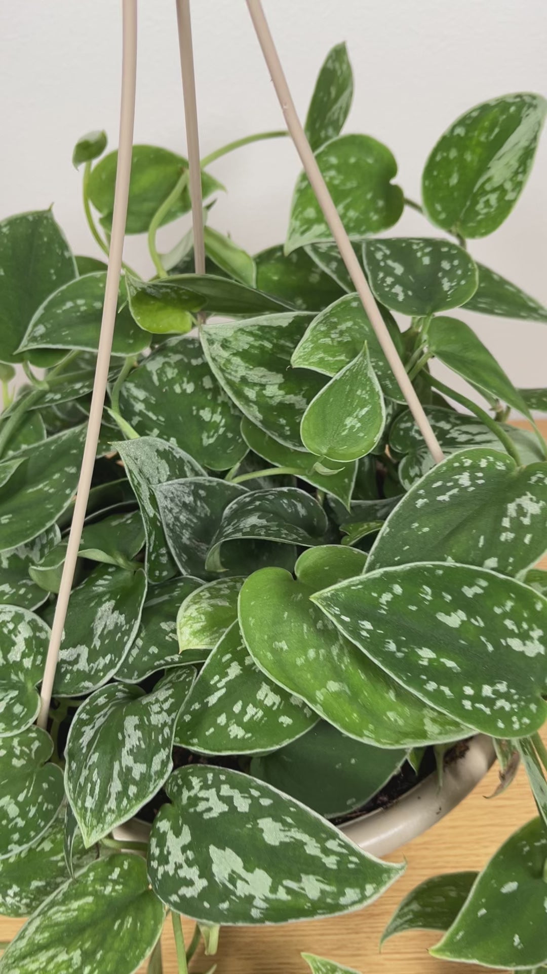 Scindapsus Silver Ann hanging basket displayed in a modern home with elegant trailing foliage.