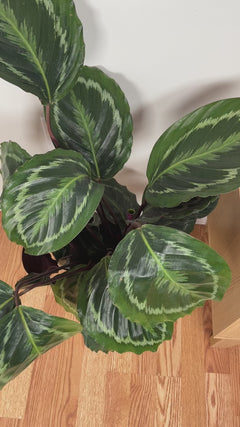 Pet-friendly Calathea Medallion adding bold patterned greenery to a bright contemporary home.