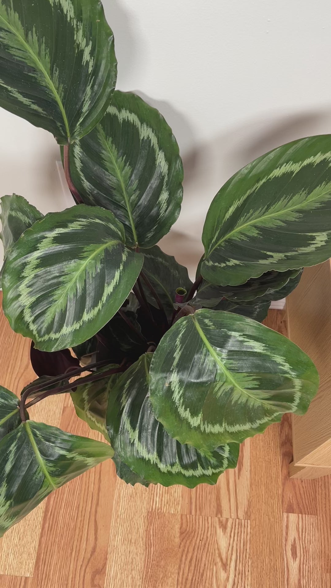 Pet-friendly Calathea Medallion adding bold patterned greenery to a bright contemporary home.