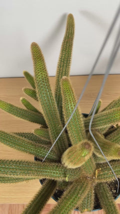 Golden Rat Tail Cactus hanging basket displayed in a bright modern home with trailing desert-inspired foliage.