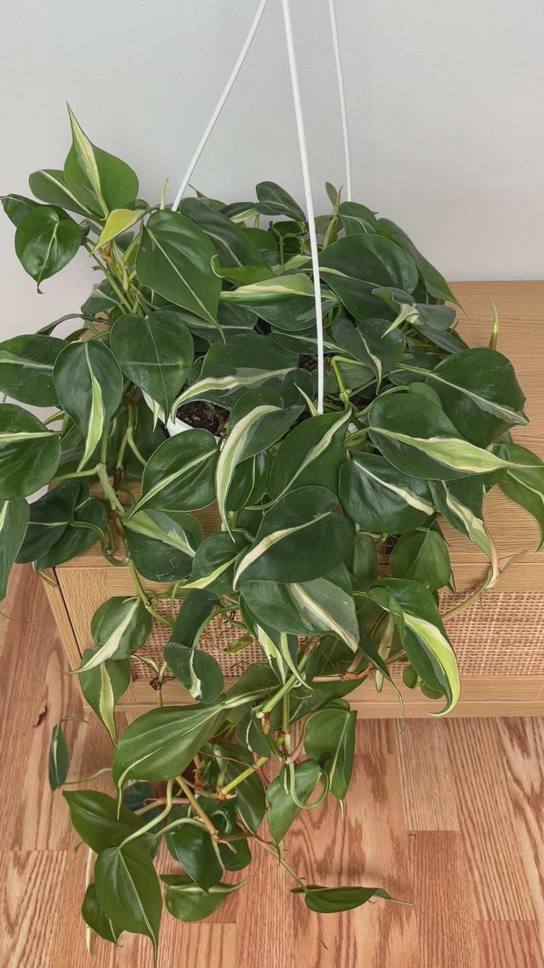 Philodendron Silver Stripe hanging basket adding cascading greenery to a modern living room.