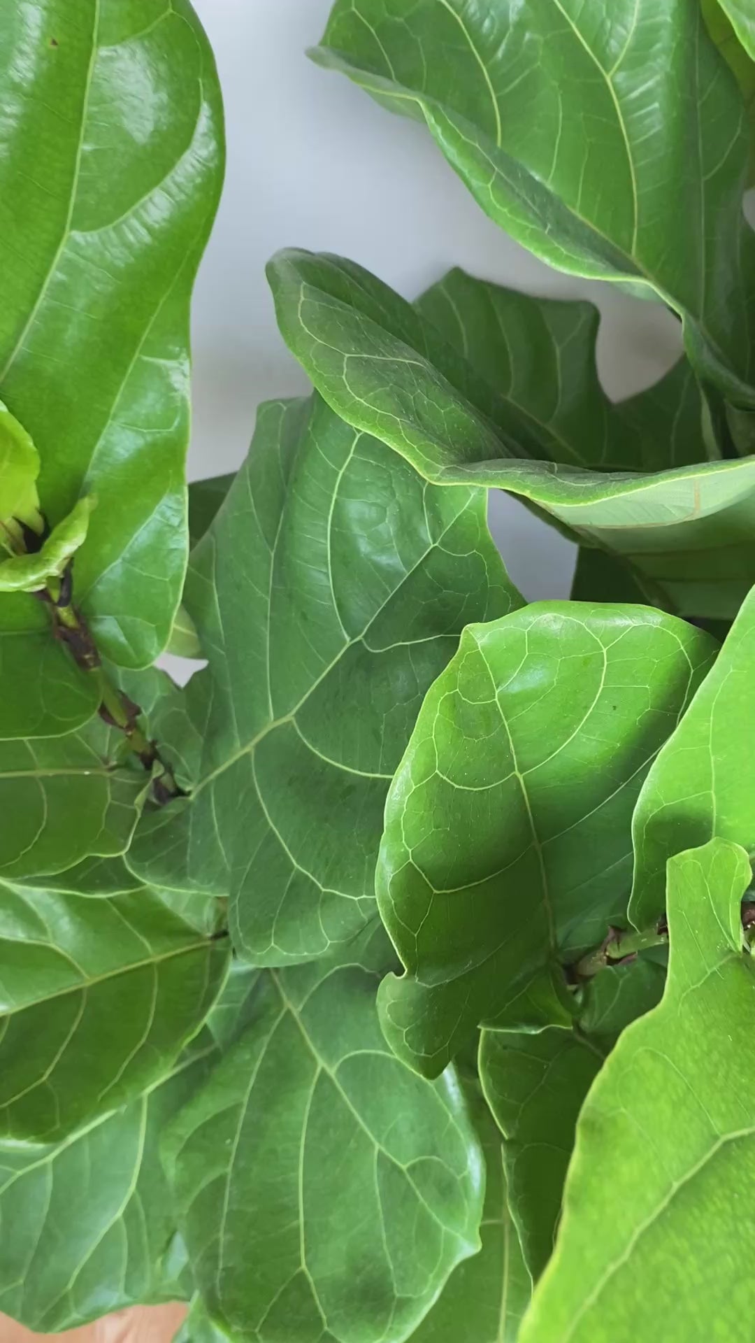 Video of 10 inch Fiddle Leaf Fig Column showing the live plant, foliage, and overall growth form.