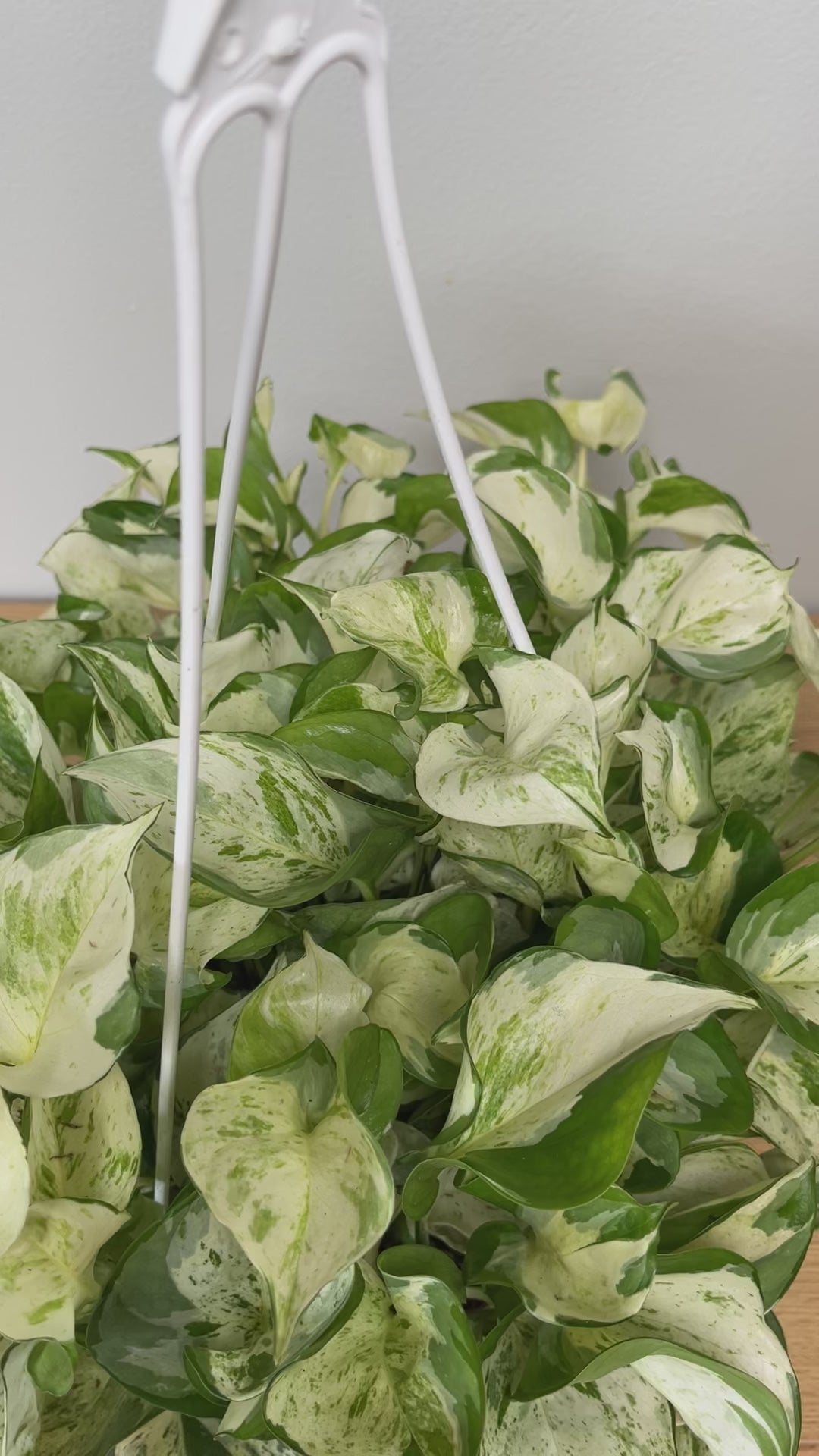 Trailing Pothos Manjula adding lush cream, white, and green variegated greenery to a contemporary home.
