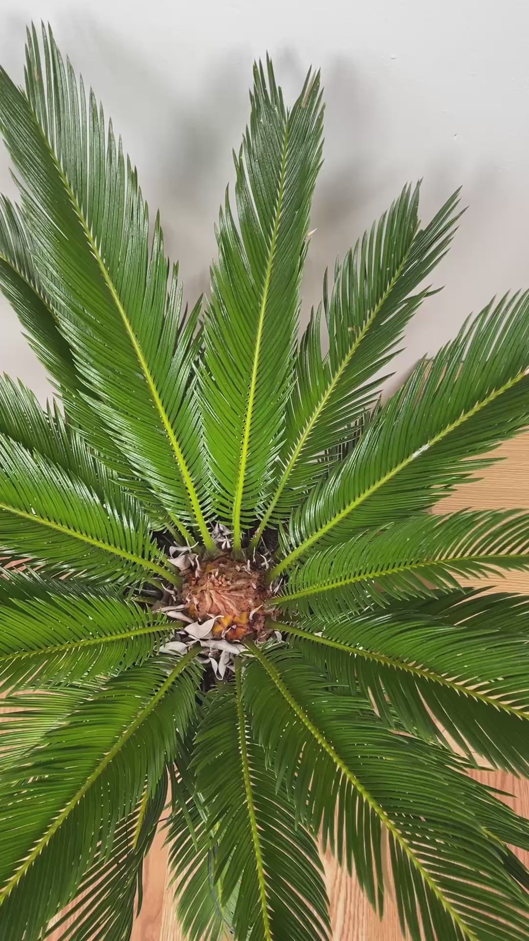 Large King Sago Palm tree adding dramatic greenery and texture to a bright contemporary home.