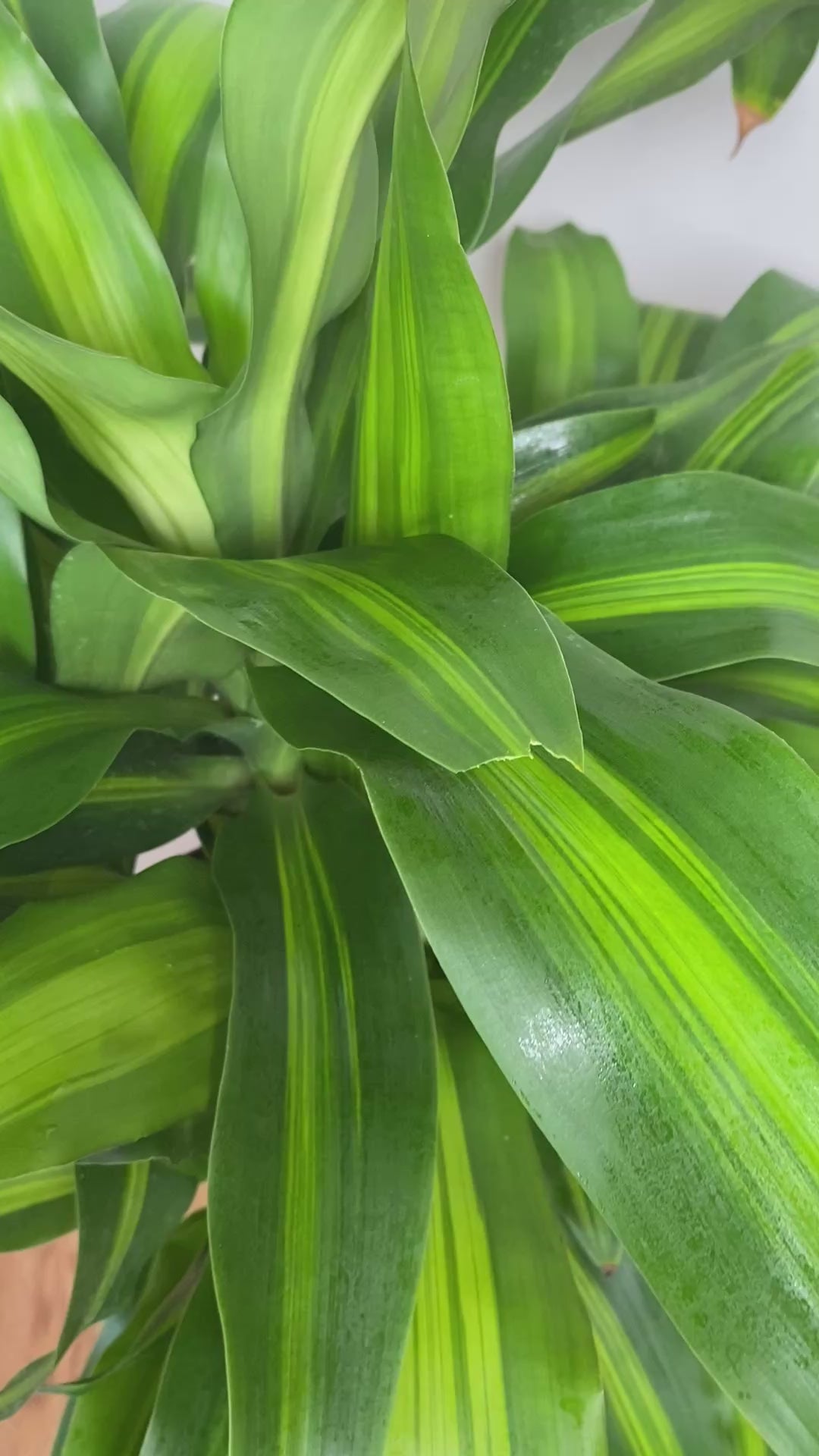 Video of 8 inch Dracaena Mass Cane Twist 3 Feet Tall showing the live plant, foliage, and overall growth form.