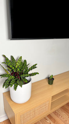 Rattlesnake Calathea in an 8 inch grow pot with long patterned green leaves and purple undersides.