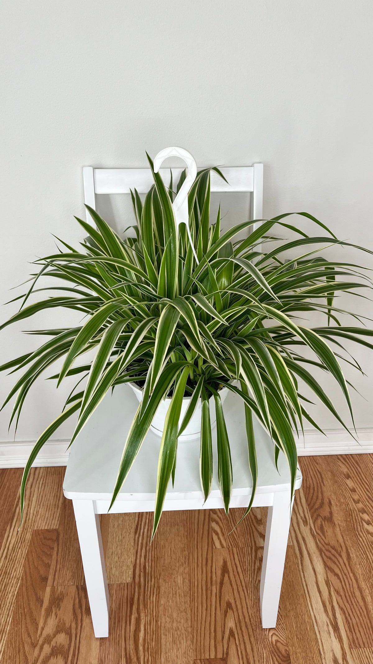 Reverse Spider Plant growing in an 8 inch hanging basket with cascading green and cream variegated leaves.