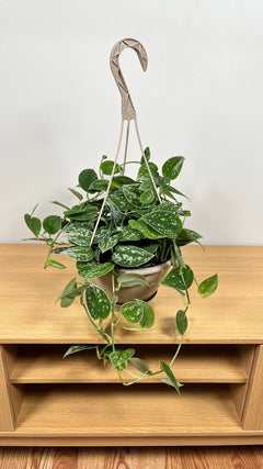 Scindapsus Silver Ann hanging basket with cascading velvety green leaves and silver variegation.