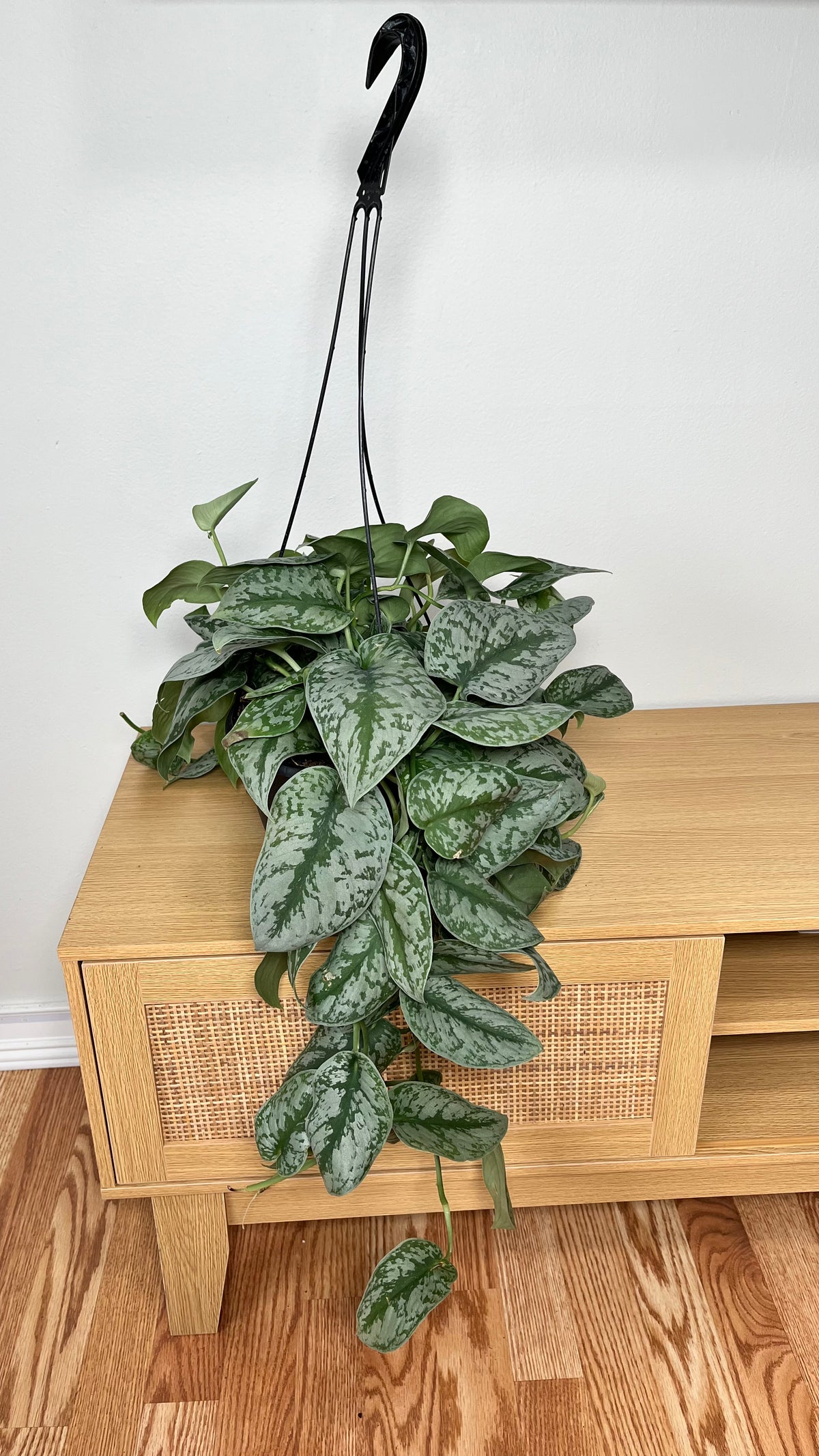 Scindapsus Silver Satin hanging basket with velvety silver-speckled trailing leaves displayed indoors.