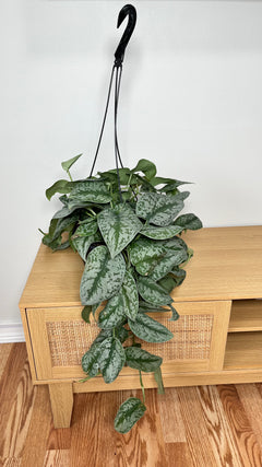 Scindapsus Silver Satin hanging basket with velvety silver-speckled trailing leaves displayed indoors.