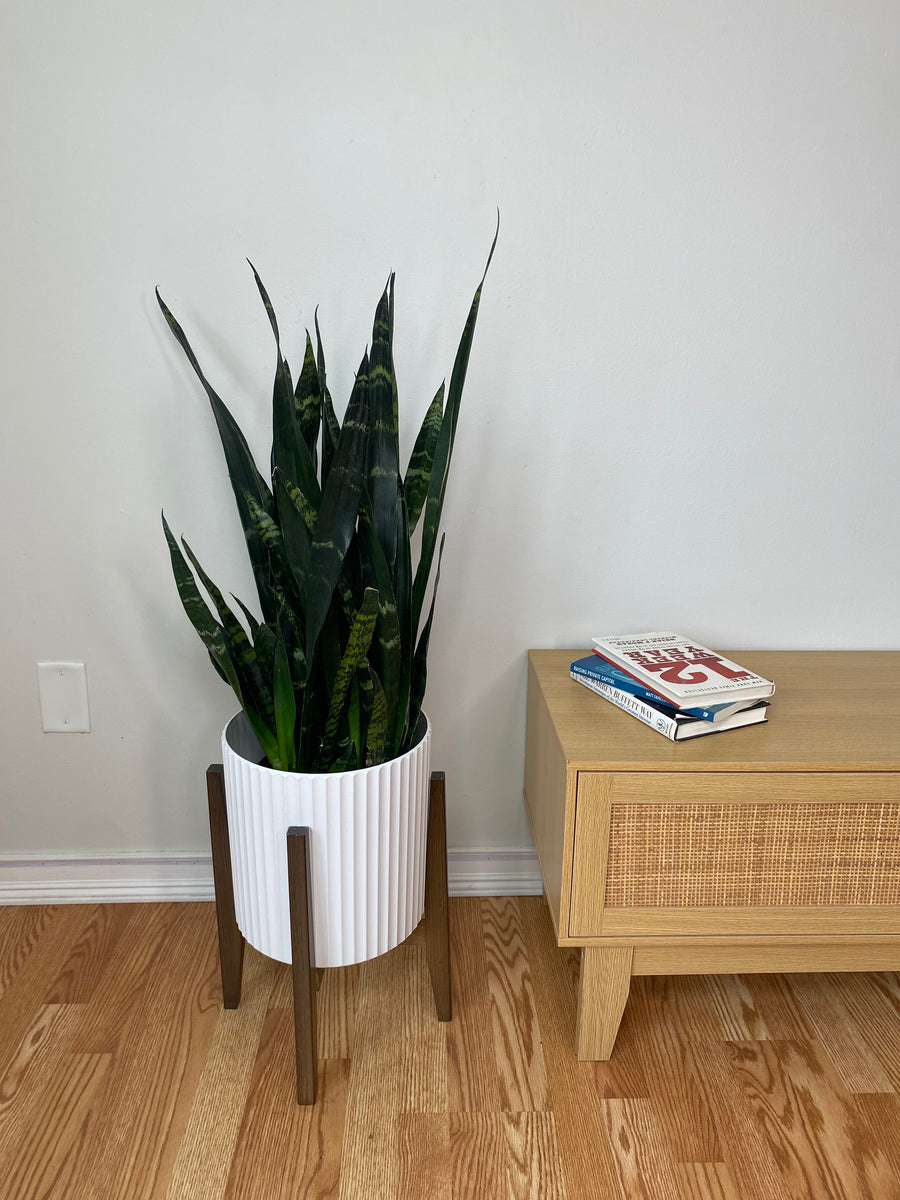 Snake Plant Black Coral standing 3 feet tall in an 8 inch grow pot with dark green upright leaves and silver variegation.
