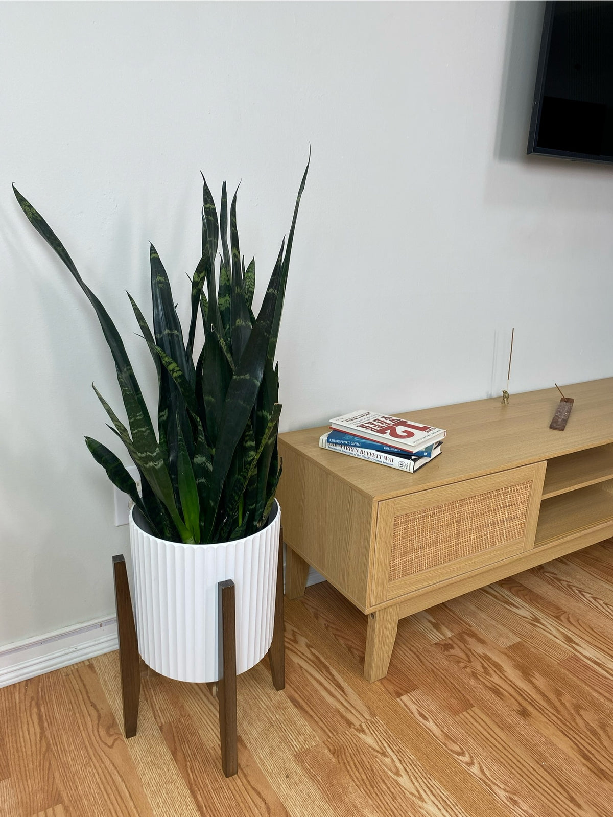 Snake Plant Black Coral displayed in a modern living room with bold architectural foliage.