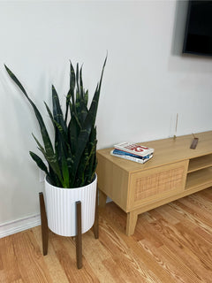 Snake Plant Black Coral displayed in a modern living room with bold architectural foliage.