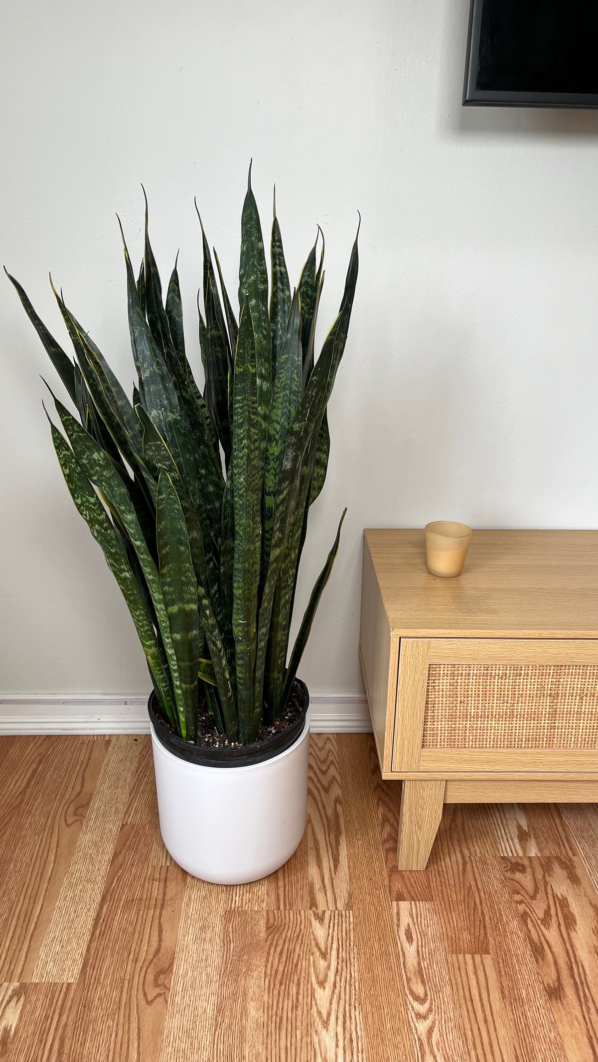 Snake Plant Carolina standing 3 feet tall in a 10 inch grow pot with tall variegated green leaves and golden edges.