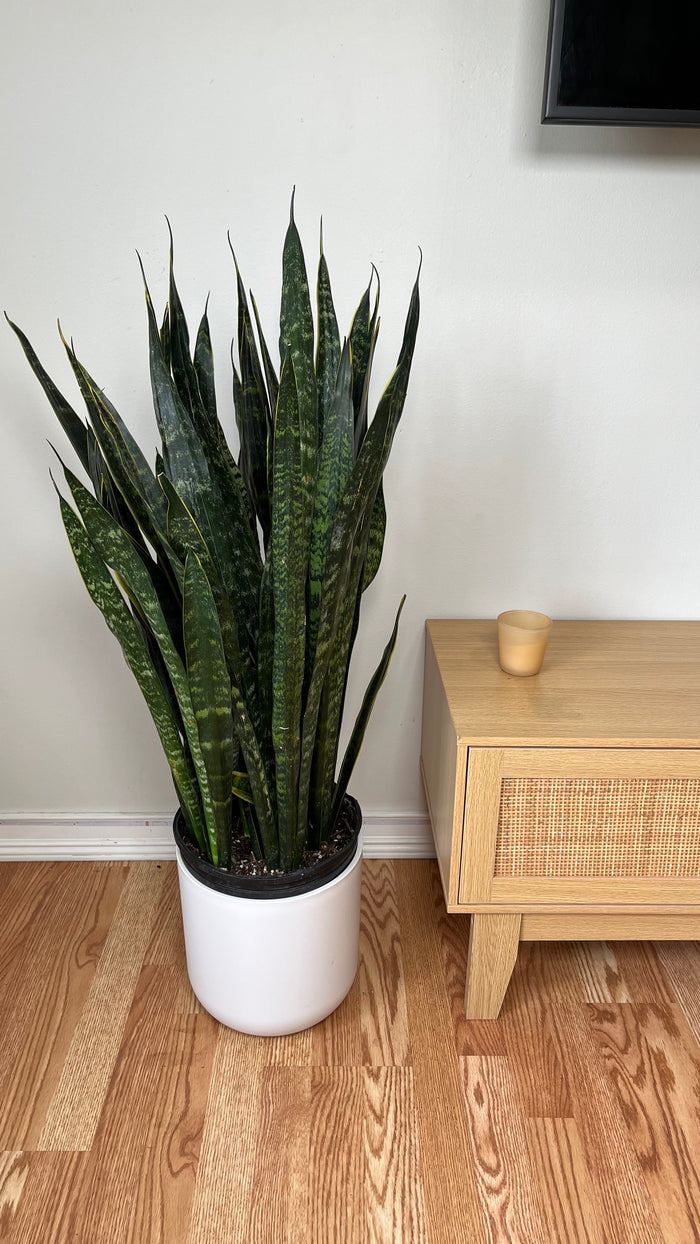 10" Snake Plant Carolina 3 Feet Tall