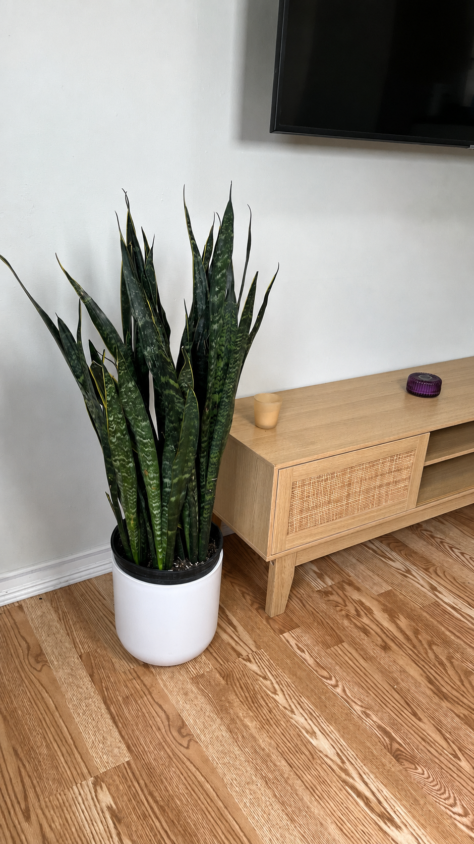 Snake Plant Carolina decorating a modern living room with bold architectural foliage.