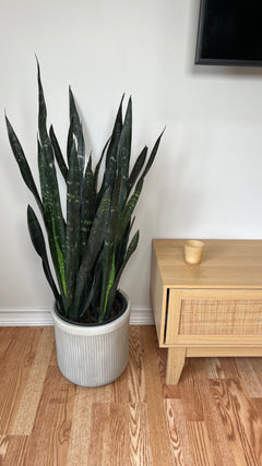 Snake Plant Dakota standing 3 feet tall in a 10 inch grow pot with tall upright green foliage.