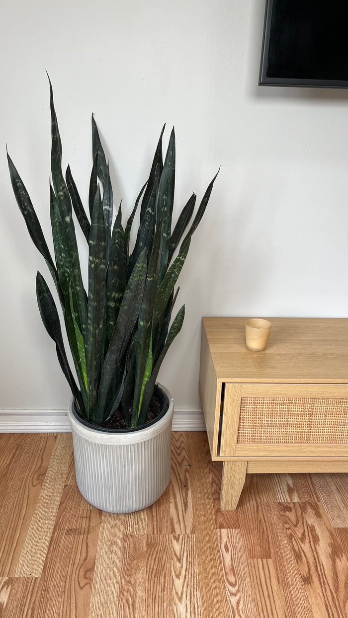 10" Snake Plant Dakota 3 Feet Tall