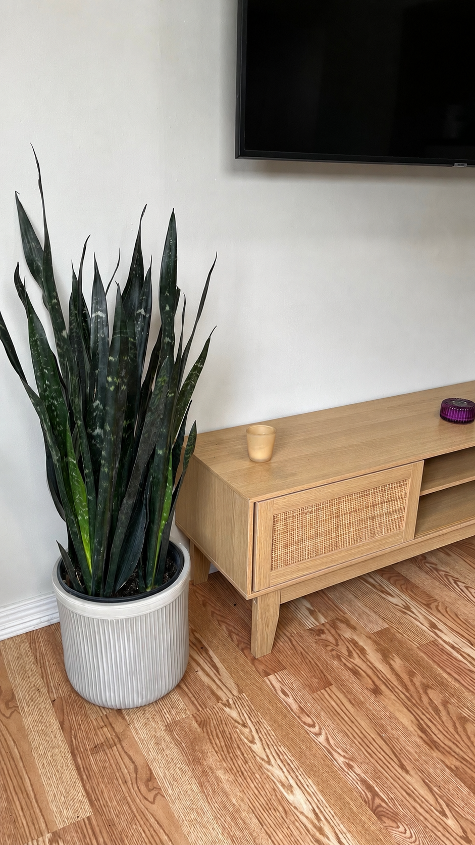 Snake Plant Dakota decorating a modern living room with bold architectural greenery.