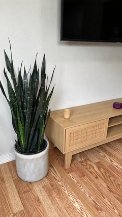 Snake Plant Dakota decorating a modern living room with bold architectural greenery.