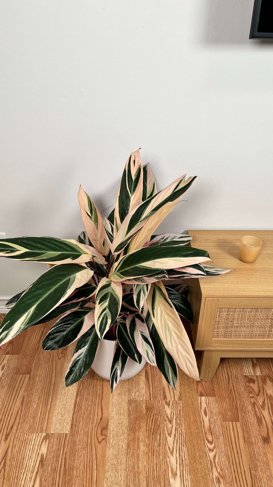 Stromanthe Triostar live houseplant with pink, cream, and green variegated leaves in a modern living room.