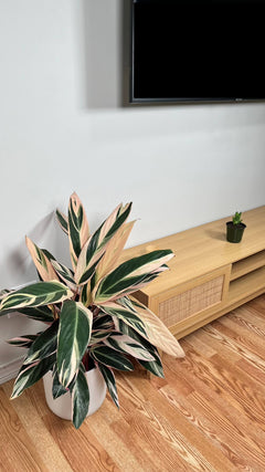 Colorful Stromanthe Triostar used as tropical living room decor beside a TV stand.