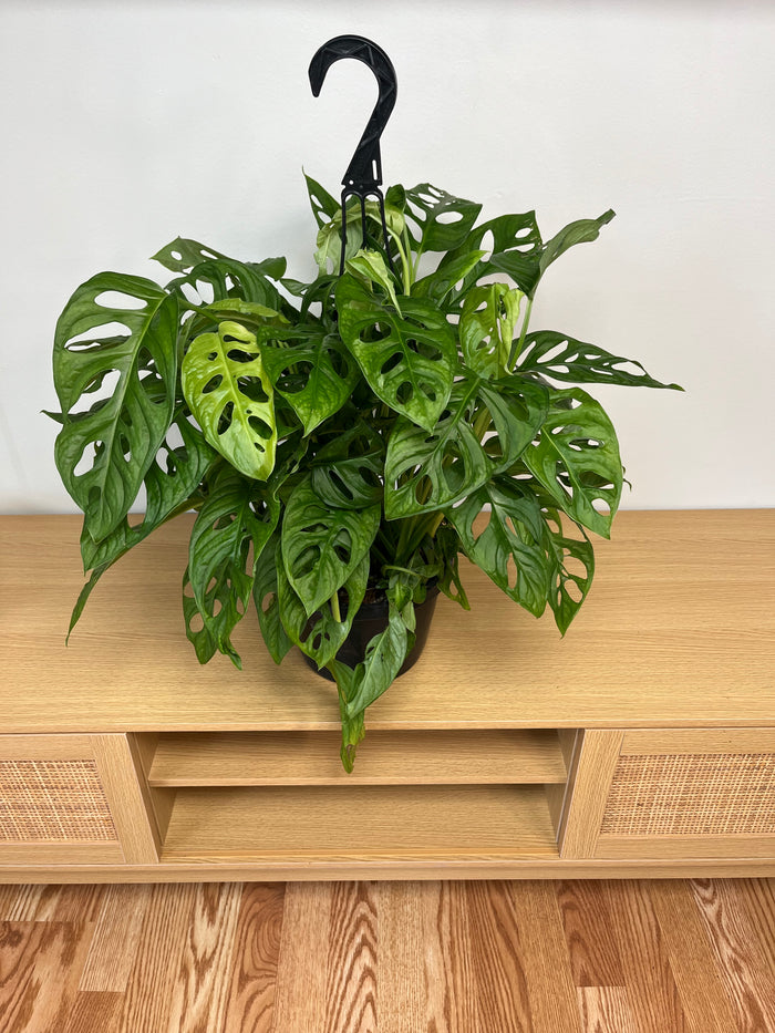 8" Philodendron Swiss Cheese Hanging Basket