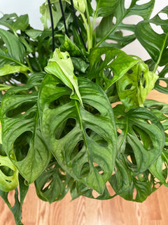 Trailing Swiss Cheese Philodendron adding vibrant split-leaf tropical greenery to a bright contemporary home.