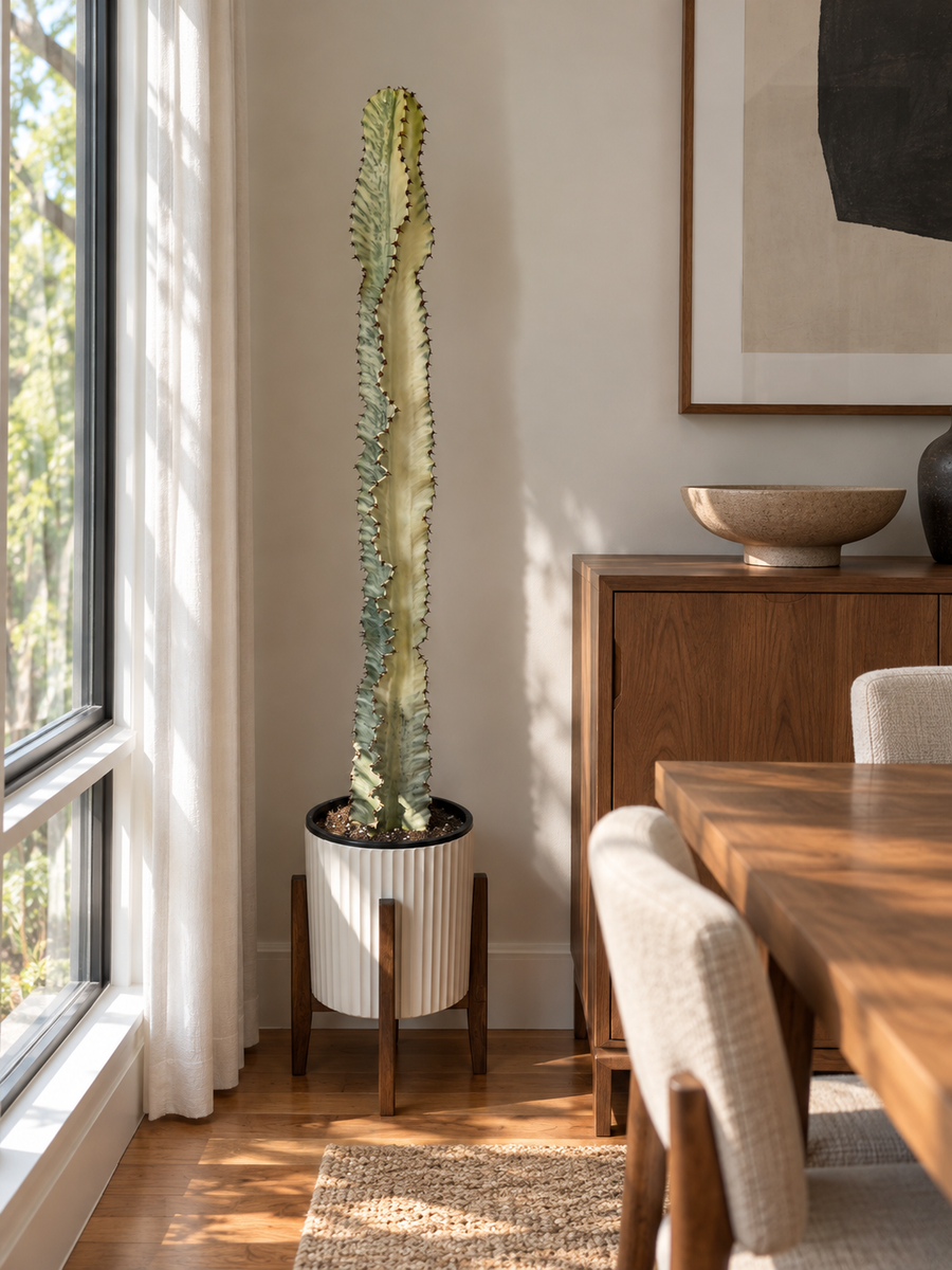 10-inch Variegated Euphorbia Cactus in a white ribbed pot and dark wood stand against a dining room wall