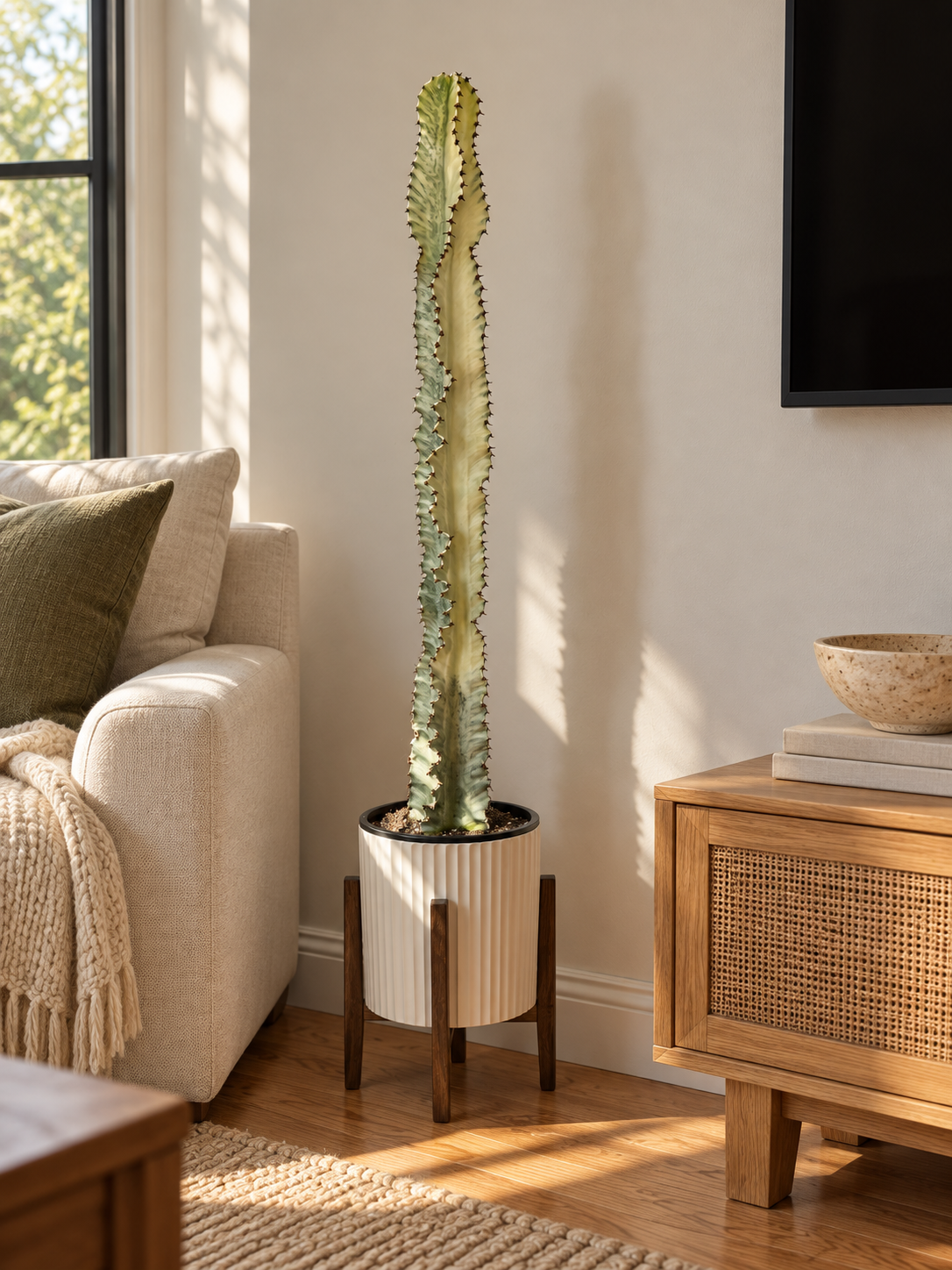 10-inch Variegated Euphorbia Cactus in a white ribbed pot and dark wood stand beside living room furniture