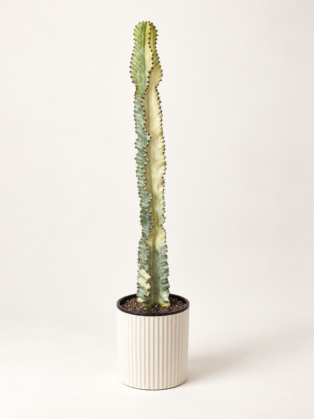 10-inch Variegated Euphorbia Cactus in a white ribbed pot against a blank studio background