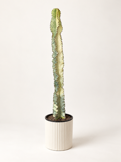 10-inch Variegated Euphorbia Cactus in a white ribbed pot against a blank studio background