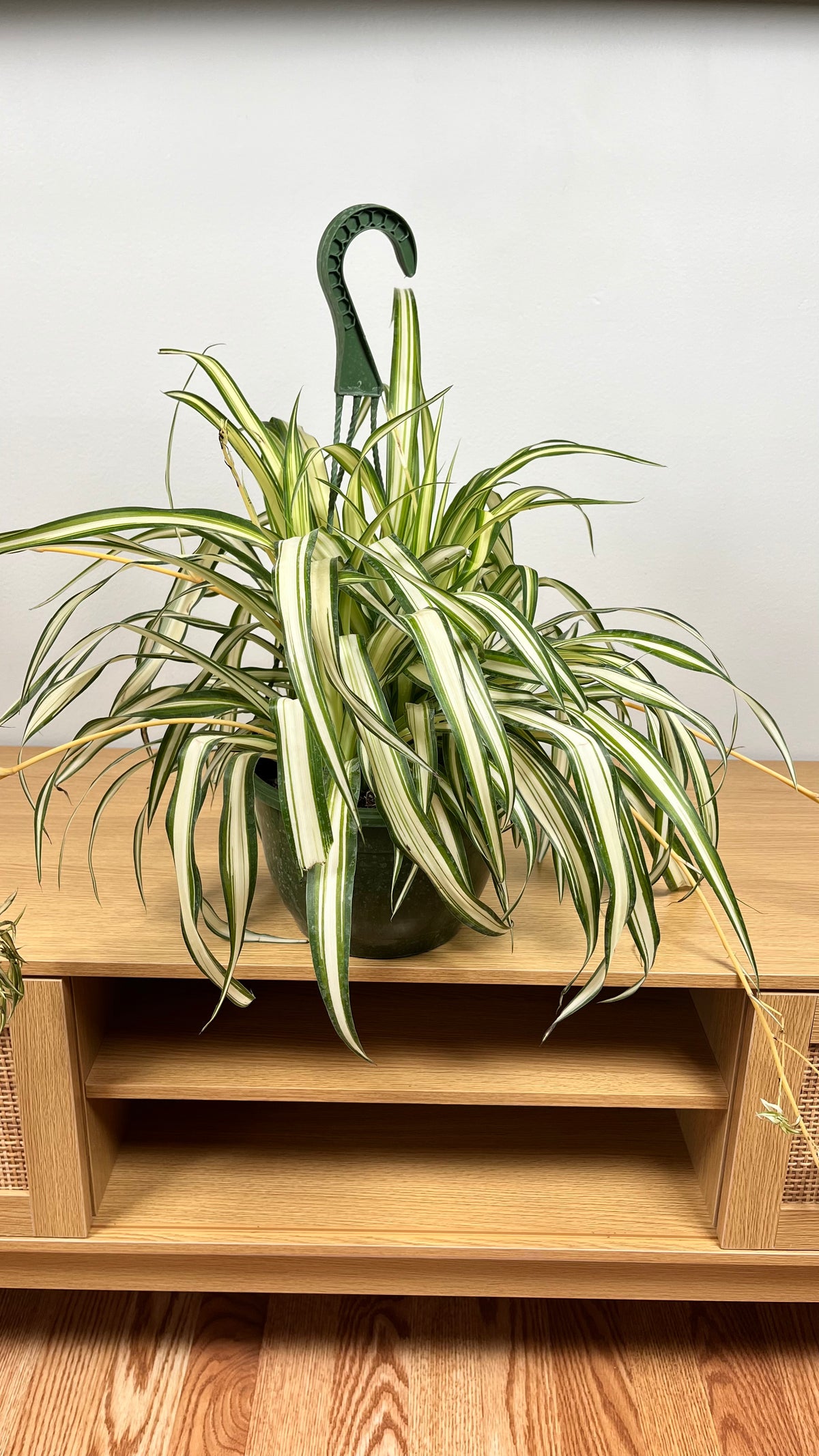 Variegated Spider Plant hanging basket with cascading green and white striped foliage.