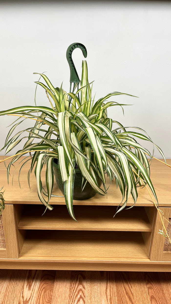 8" Spider Plant Variegated Hanging Basket
