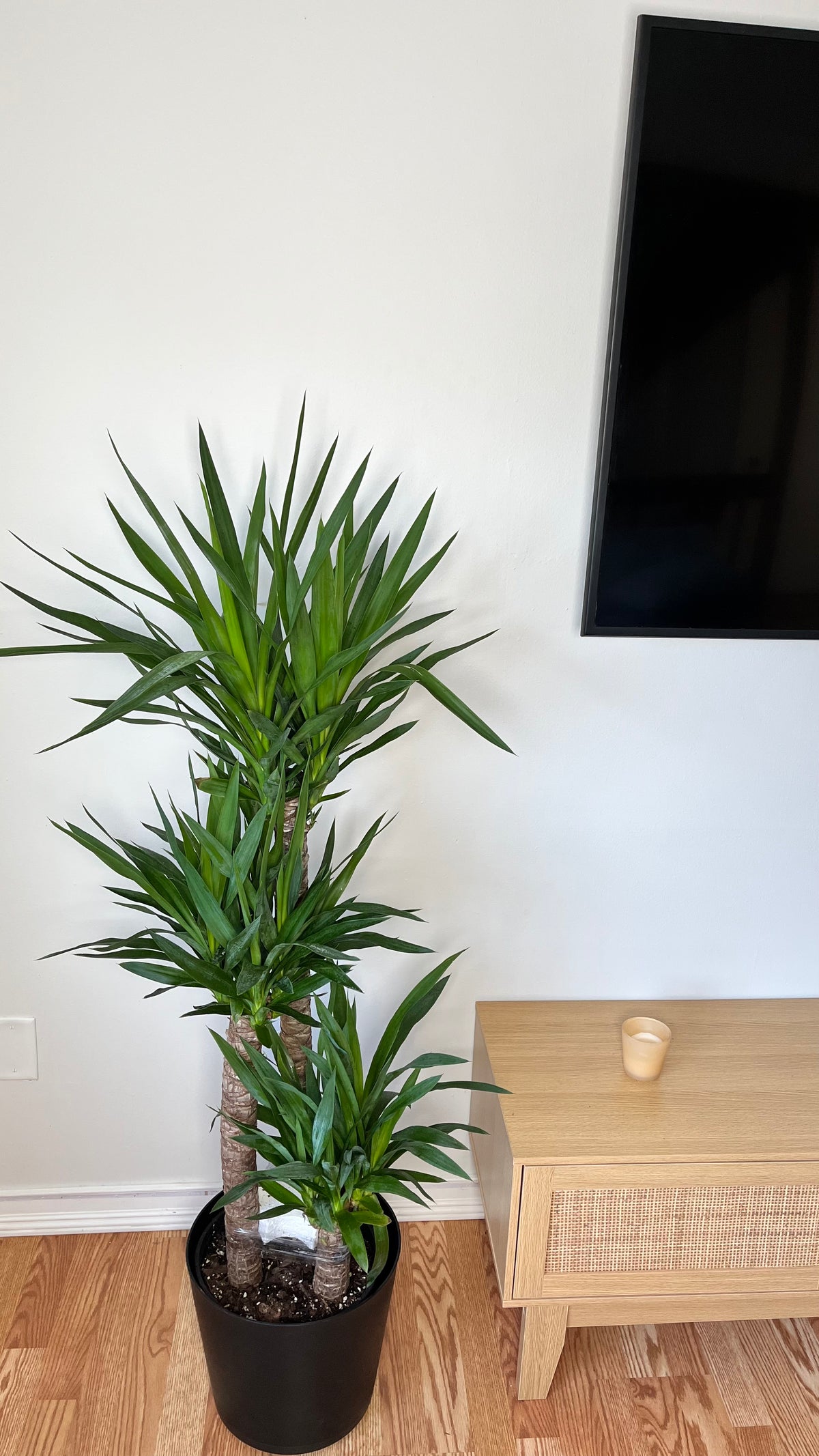Yucca Cane standing 4 feet tall in a 10 inch grow pot with thick woody canes and upright green foliage.