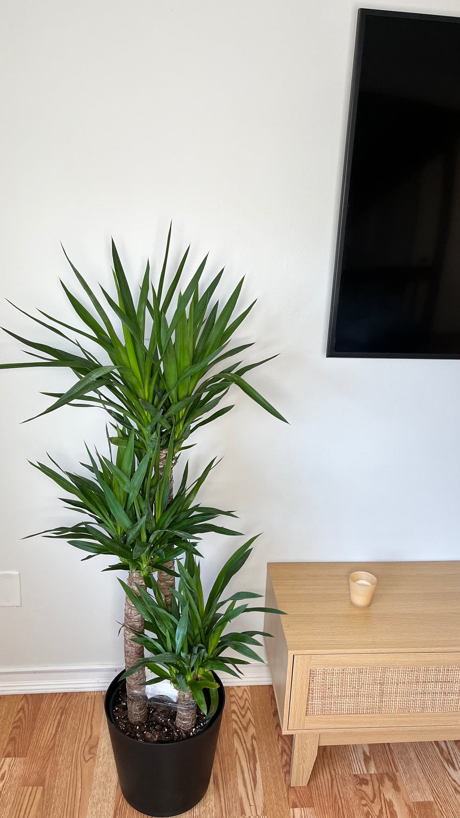 Yucca Cane standing 4 feet tall in a 10 inch grow pot with thick woody canes and upright green foliage.
