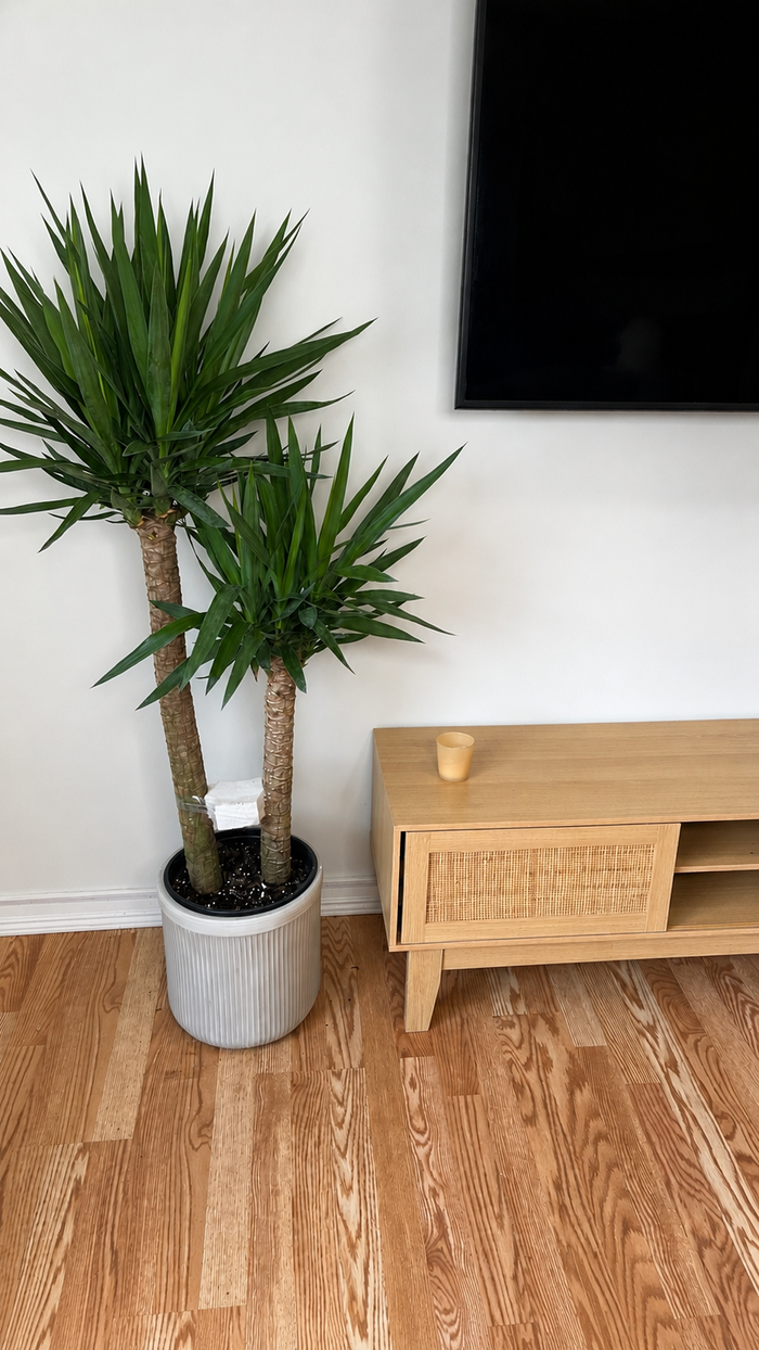 10" Yucca Cane 4 Feet Tall