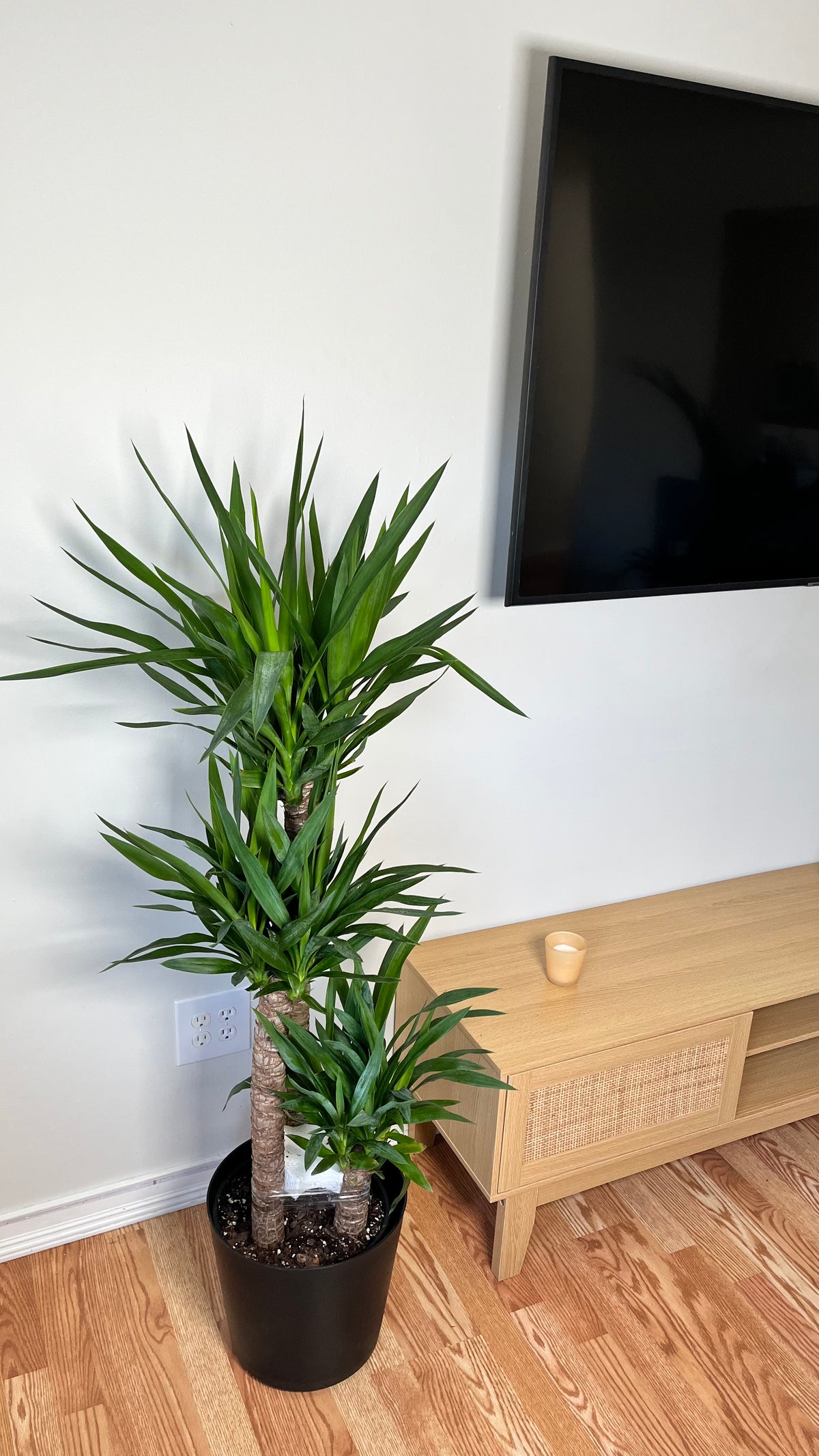 Yucca Cane decorating a modern living room with bold architectural greenery.