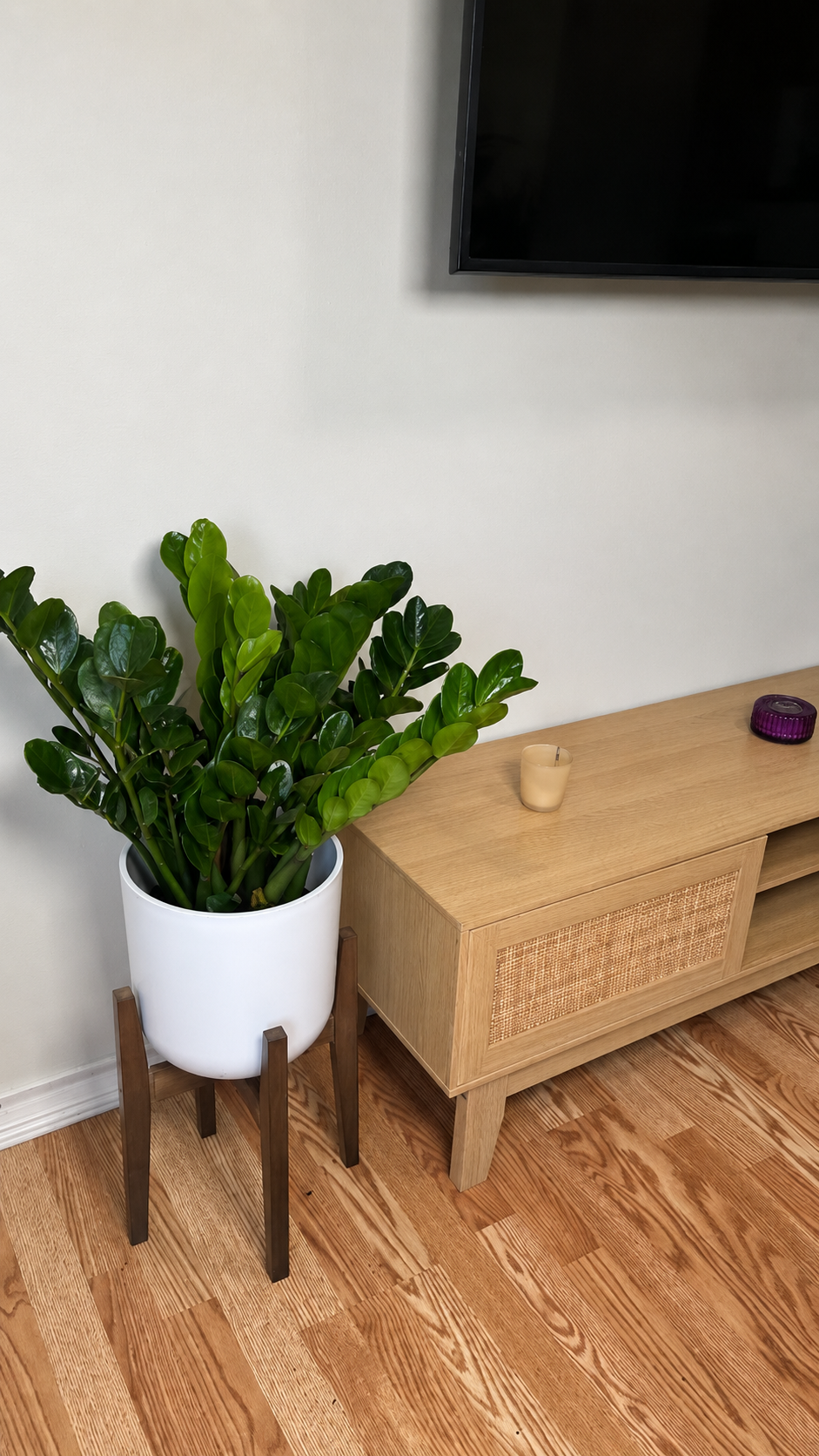 ZZ Midori decorating a modern living room with lush upright green leaves.