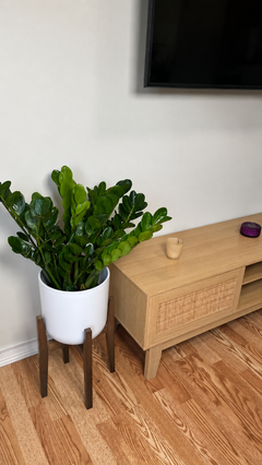 ZZ Midori decorating a modern living room with lush upright green leaves.