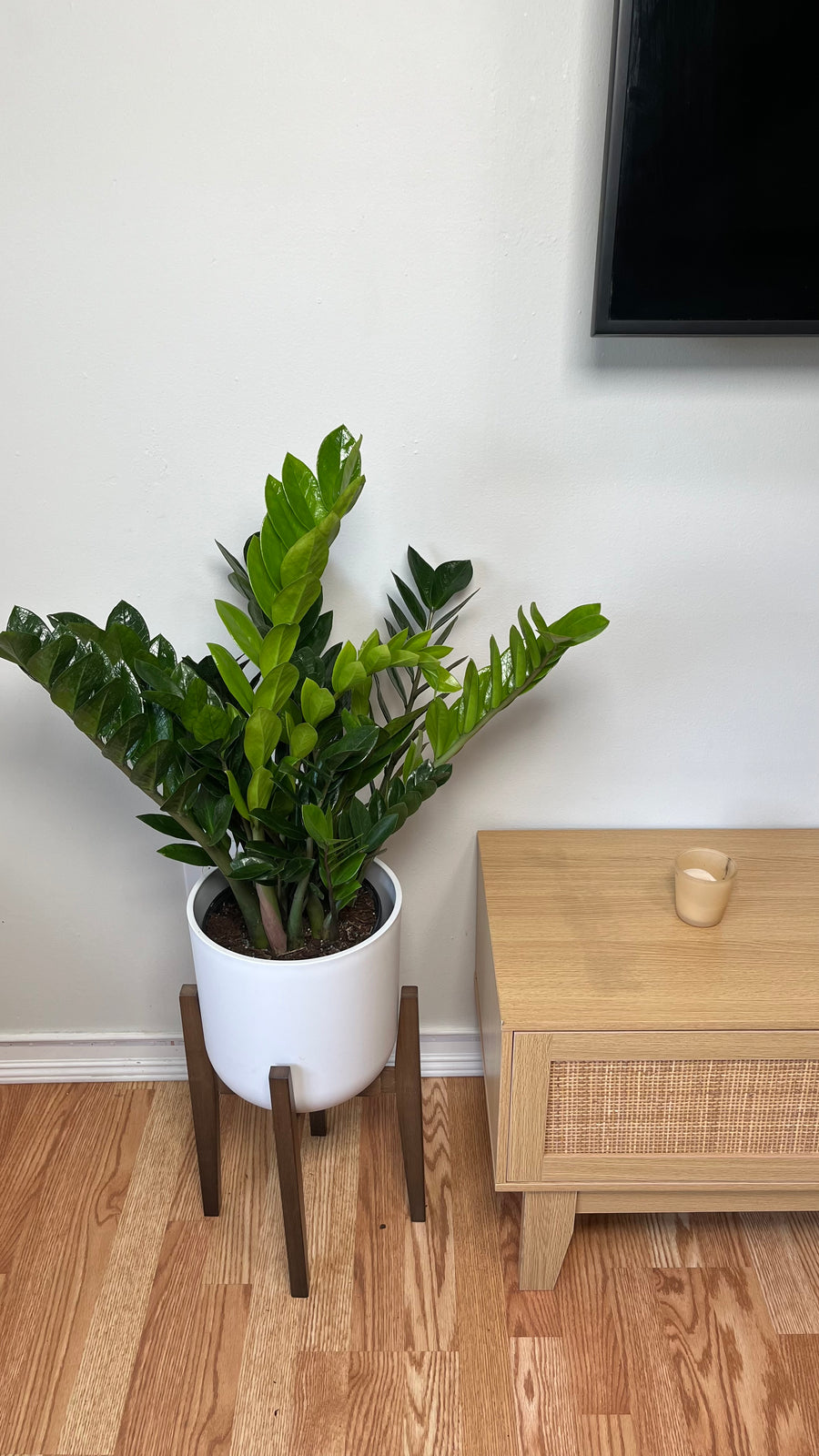 ZZ Plant live houseplant standing 2 feet tall with glossy green foliage in an 8 inch grow pot.