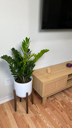 Easy-care ZZ Plant decorating a modern living room with lush upright green leaves.